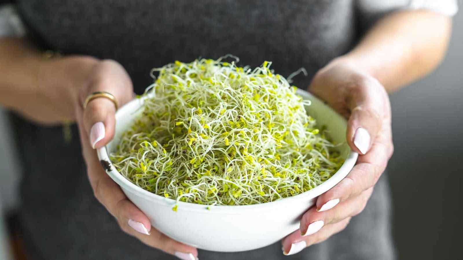 A person holds a white bowl filled with fresh alfalfa sprouts.